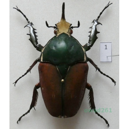Mecynorhina ugandensis (Moser, 1907) male ex. ovo Uganda1